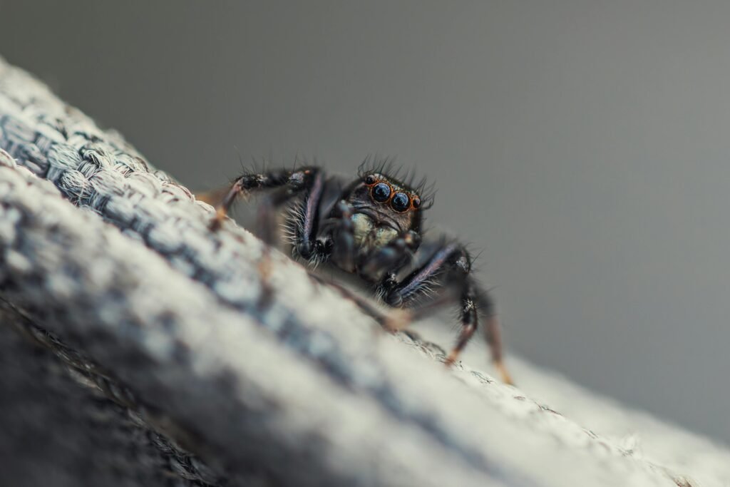 Recognizing Symptoms of Lyme Disease