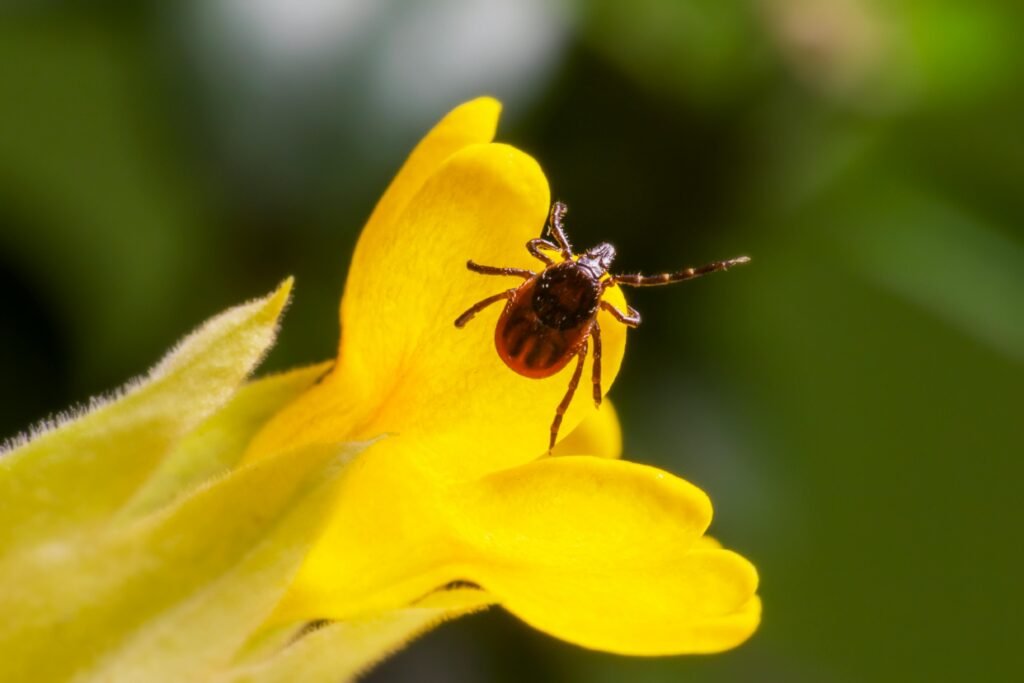 Recognizing Symptoms of Lyme Disease