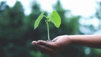 Benefits of a Plant-Based Diet