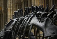 Preventing Osteoporosis Tips for Strong Bones