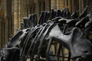 Preventing Osteoporosis Tips for Strong Bones