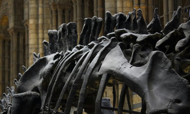 Preventing Osteoporosis Tips for Strong Bones