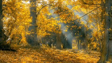 How to Manage Seasonal Affective Disorder