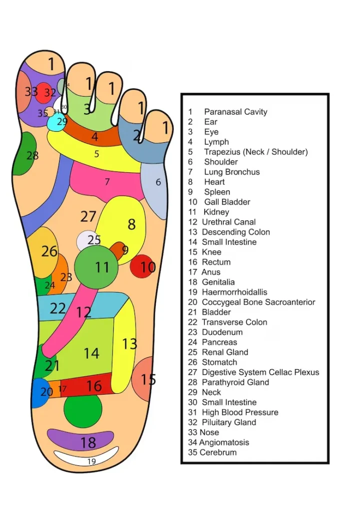 reflexology foot map