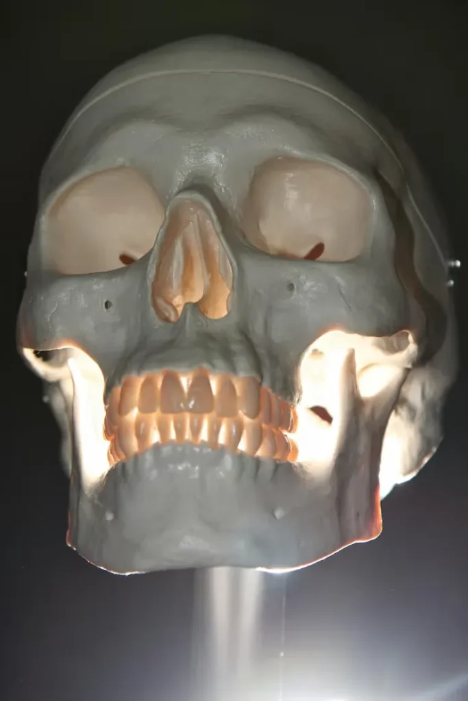 teeth vs bones
